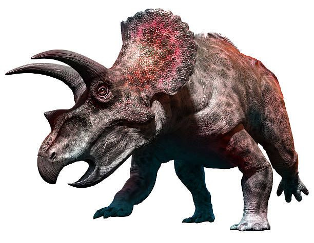 Triceratops Triceratops 3D illustration triceratops stock pictures, royalty-free photos & images