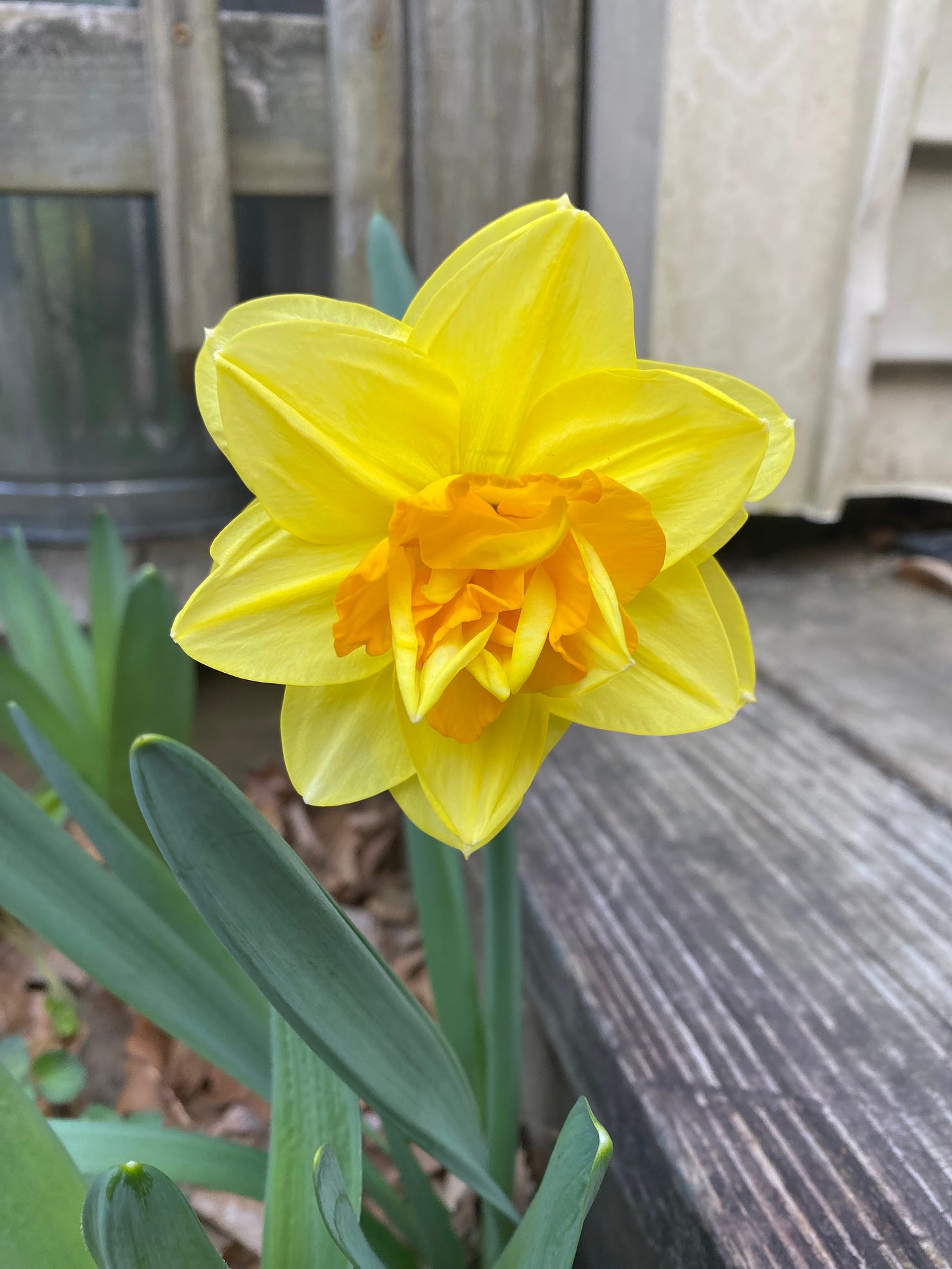 Closeup of a bright yellow daffodil with an orange center.