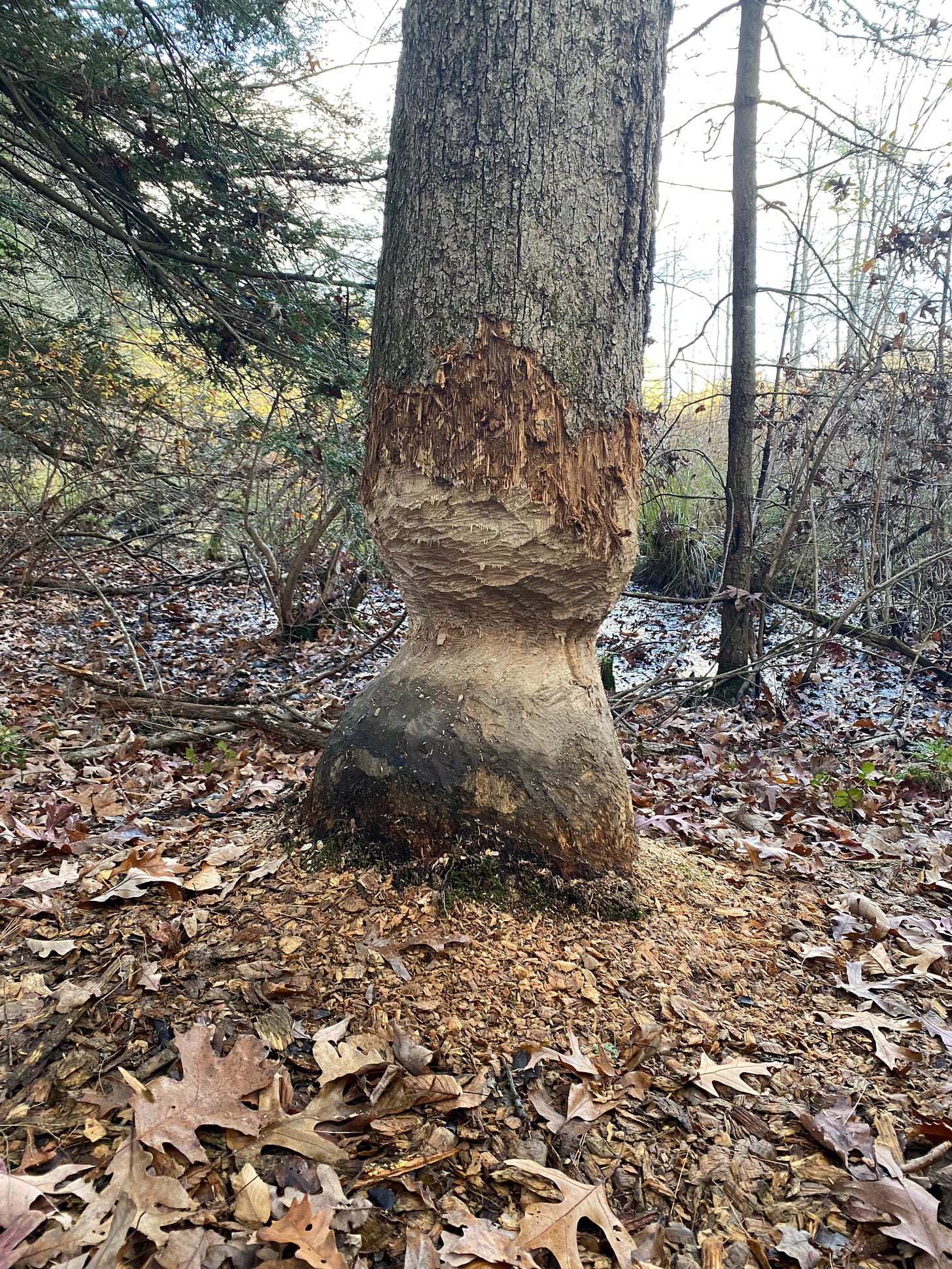 A tree partially chewed by beavers.