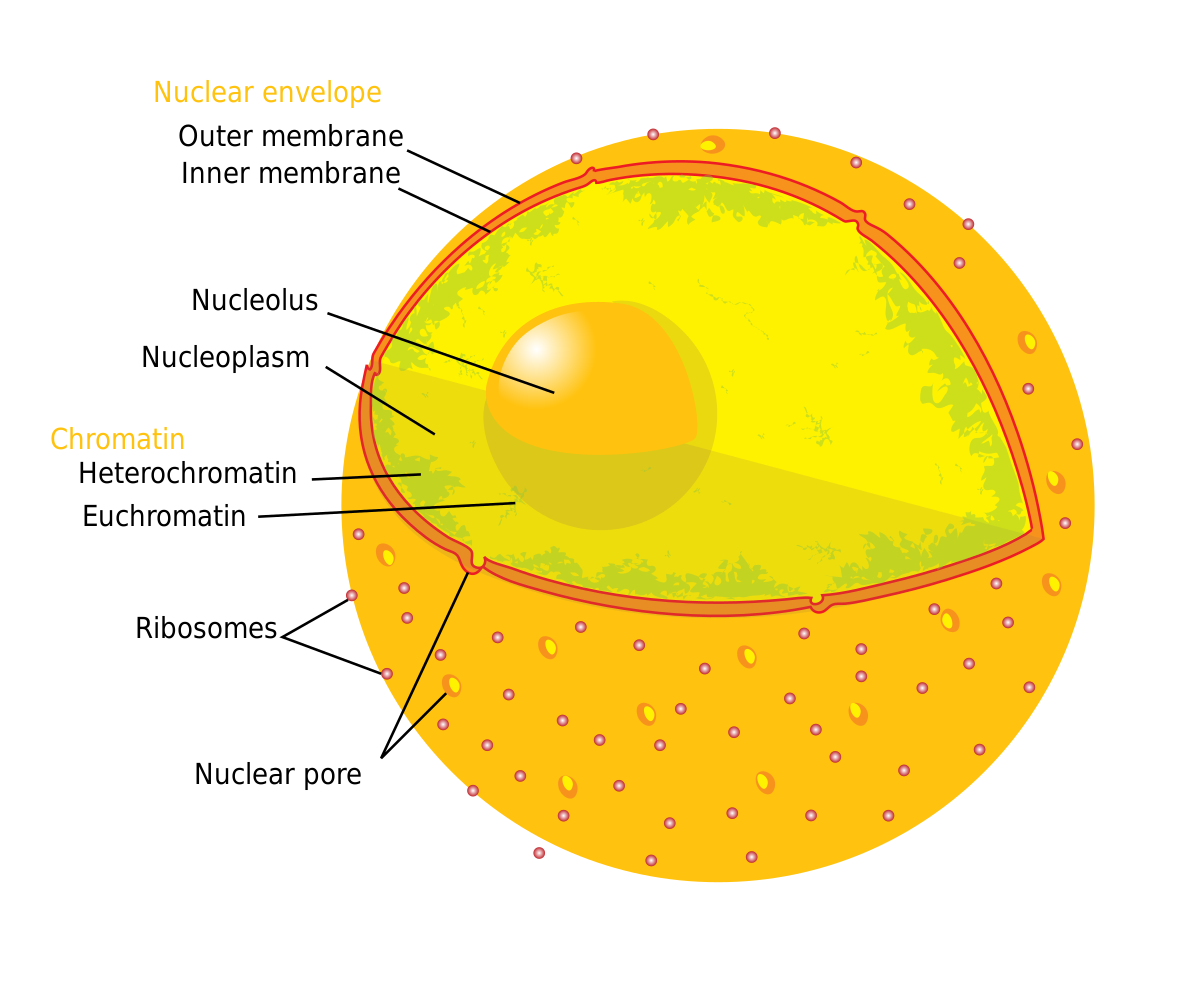 Nuclear pore - Wikipedia
