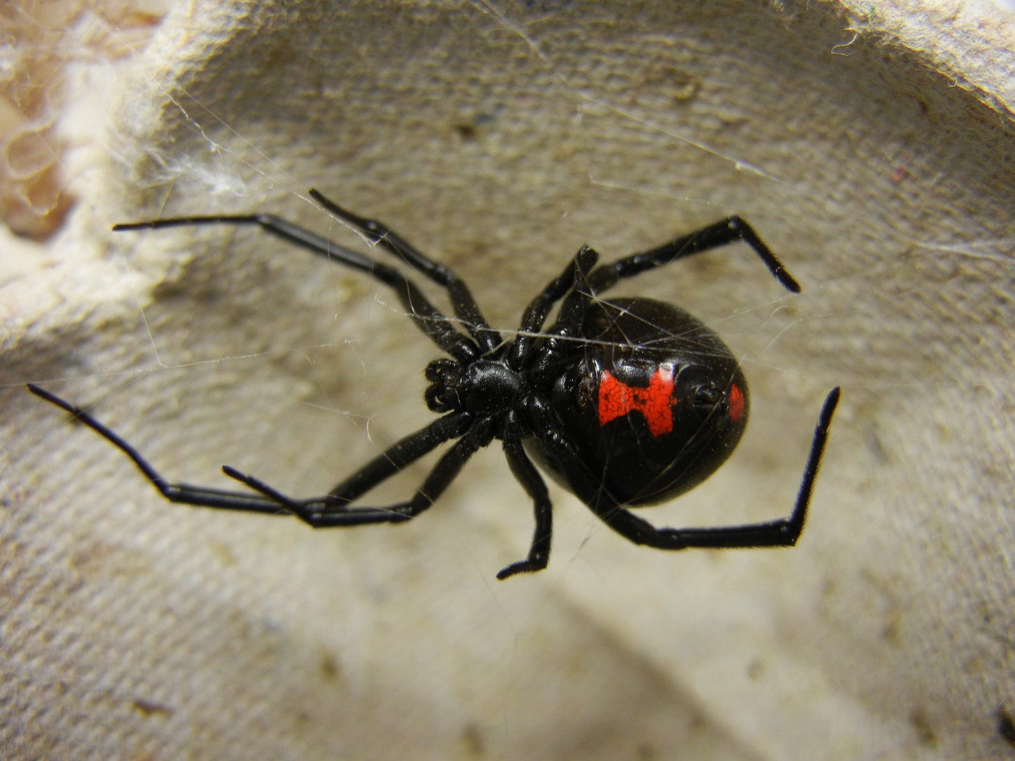 File:Adult Female Black Widow.jpg - Wikimedia Commons