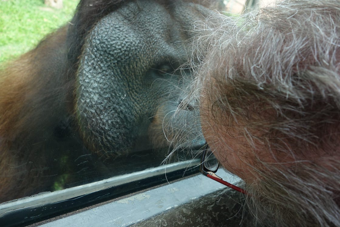 Author communicates with primate.