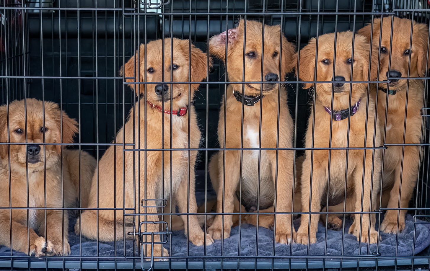 Five Puppies in Cage · Free Stock Photo