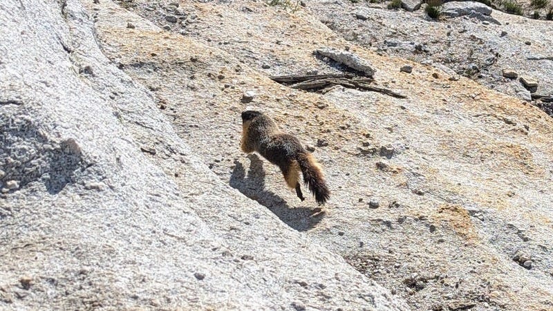 The marmot photographed mid-leap as they run to a hiding spot in the rocks