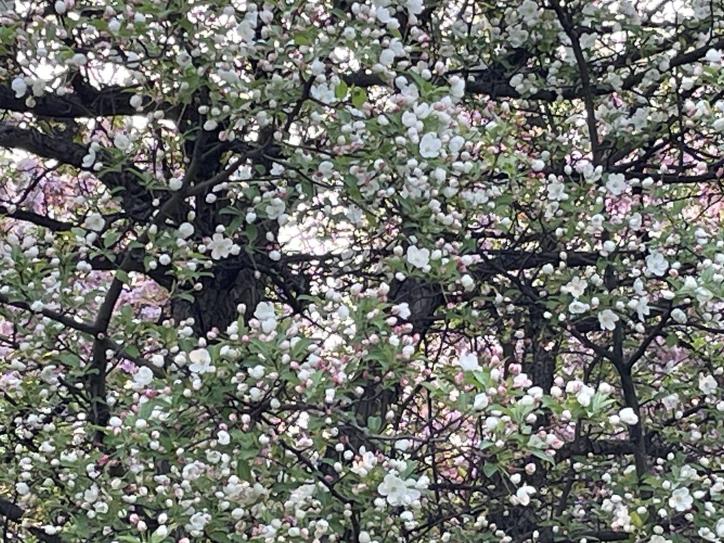 Slightly blurry photo of part of a blossoming plum tree