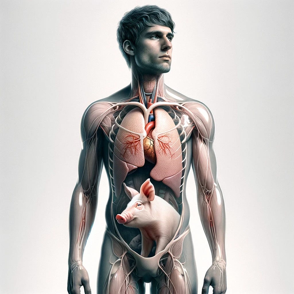 A surreal illustration showing a man with pig organs visibly integrated into his body. The man is standing, and his chest is transparent, revealing a pig's heart and lungs seamlessly functioning within him. His skin appears normal, but the transparent window in his chest area clearly shows the pig organs. The image should have a slightly futuristic feel, blending the boundaries between human and animal biology in a thought-provoking way.