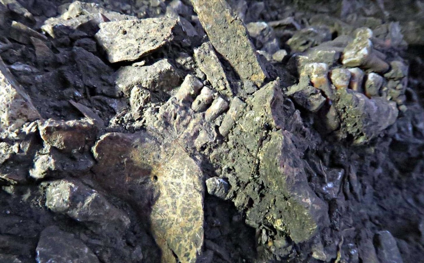 Fragments of a jaw with teeth visible in an archaeological site