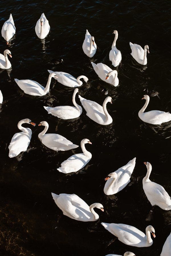 This may contain: a flock of white swans floating on top of a body of water