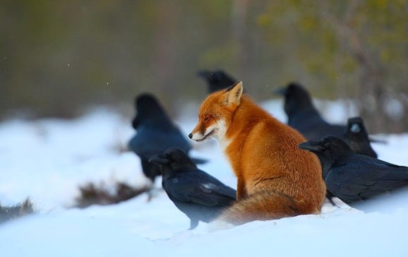 fox and ravens