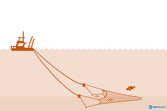 Bottom trawl illustration