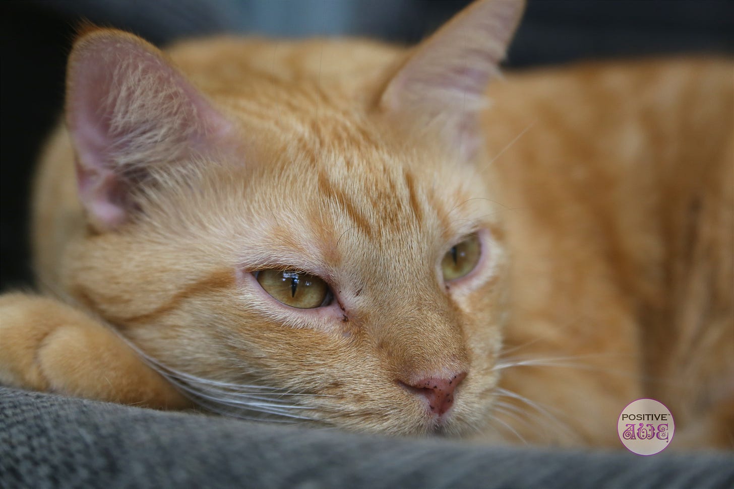 Milo, orange tabby cat, extreme close up of him resting his face on his paw while lying on a grey office chair. ©Tanya Owens 11/22/2017