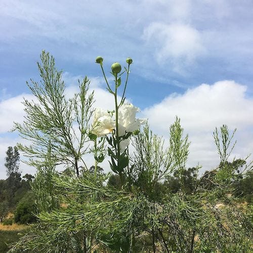 a tall white poppy against a blue sky and clouds