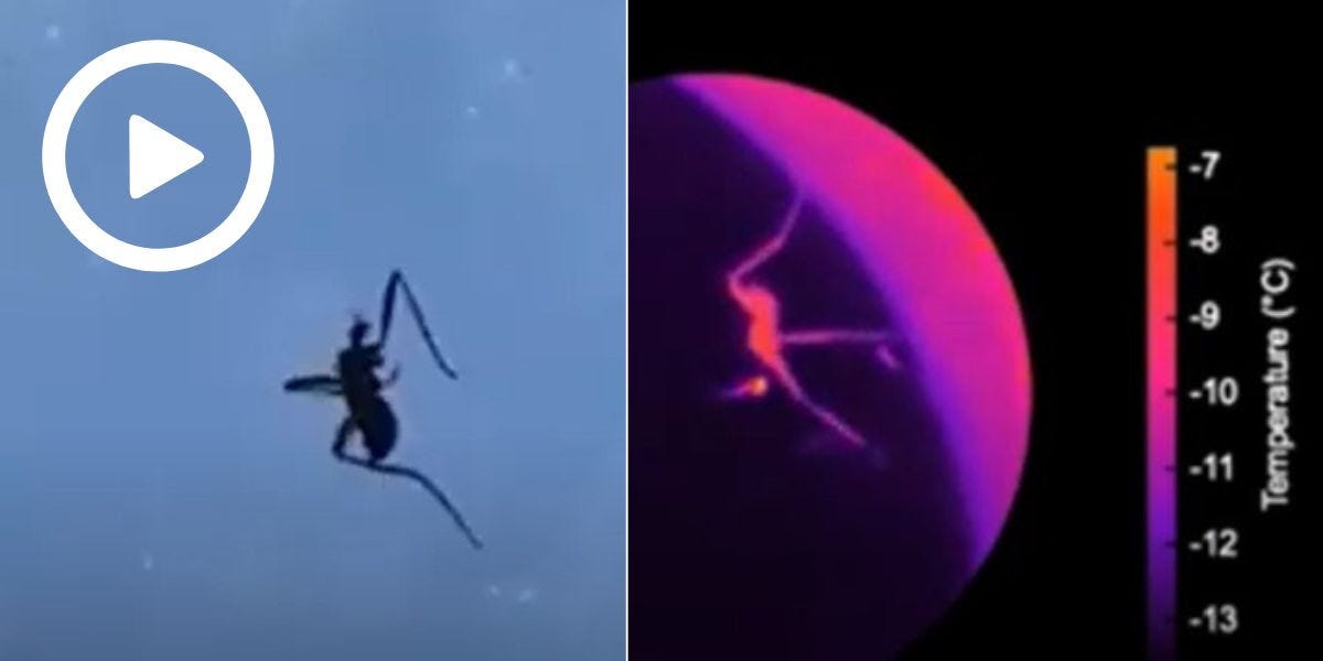 Two video stills from snow fly self-amputation, one in plain view and one in thermal view