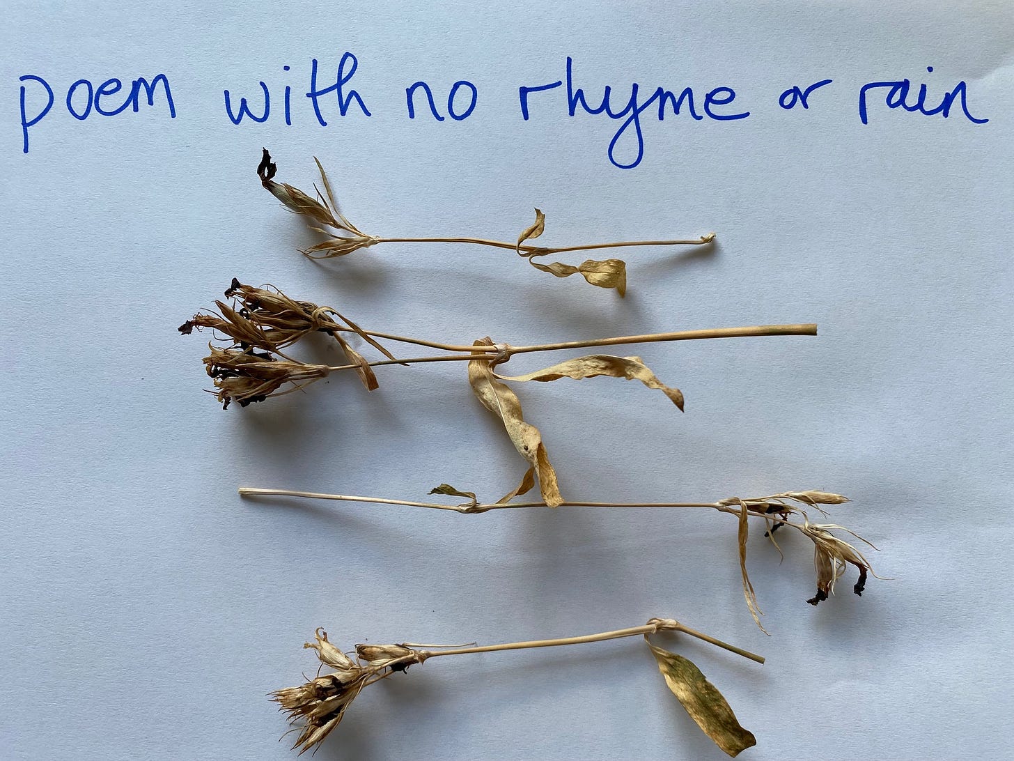 Four parched stalks and foliage from a plant arranged in four lines on a plain white page as if lines from a poem.  Handwritten text reads "poem with no rhyme or rain".