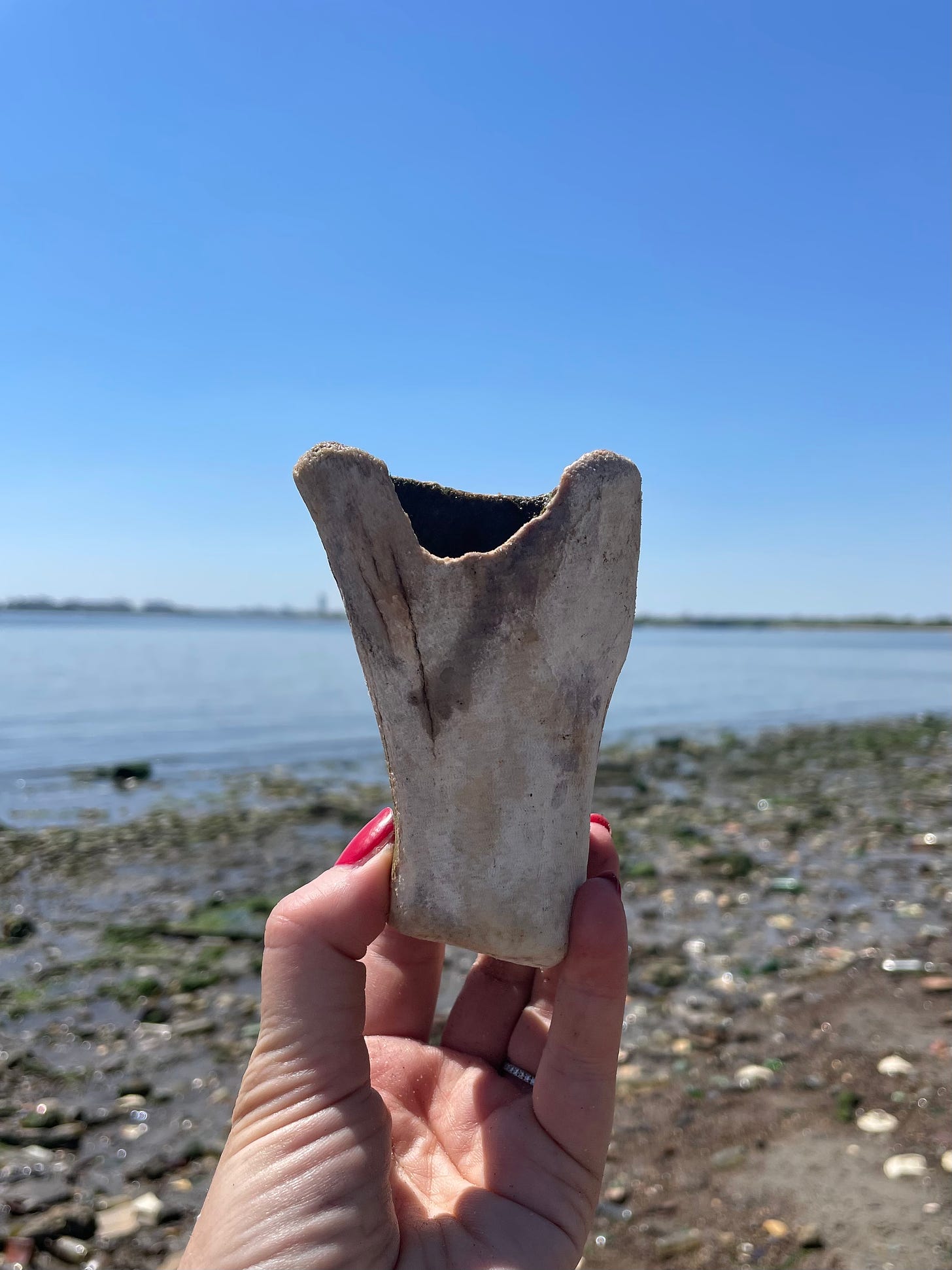 horse bone at dead horse bay