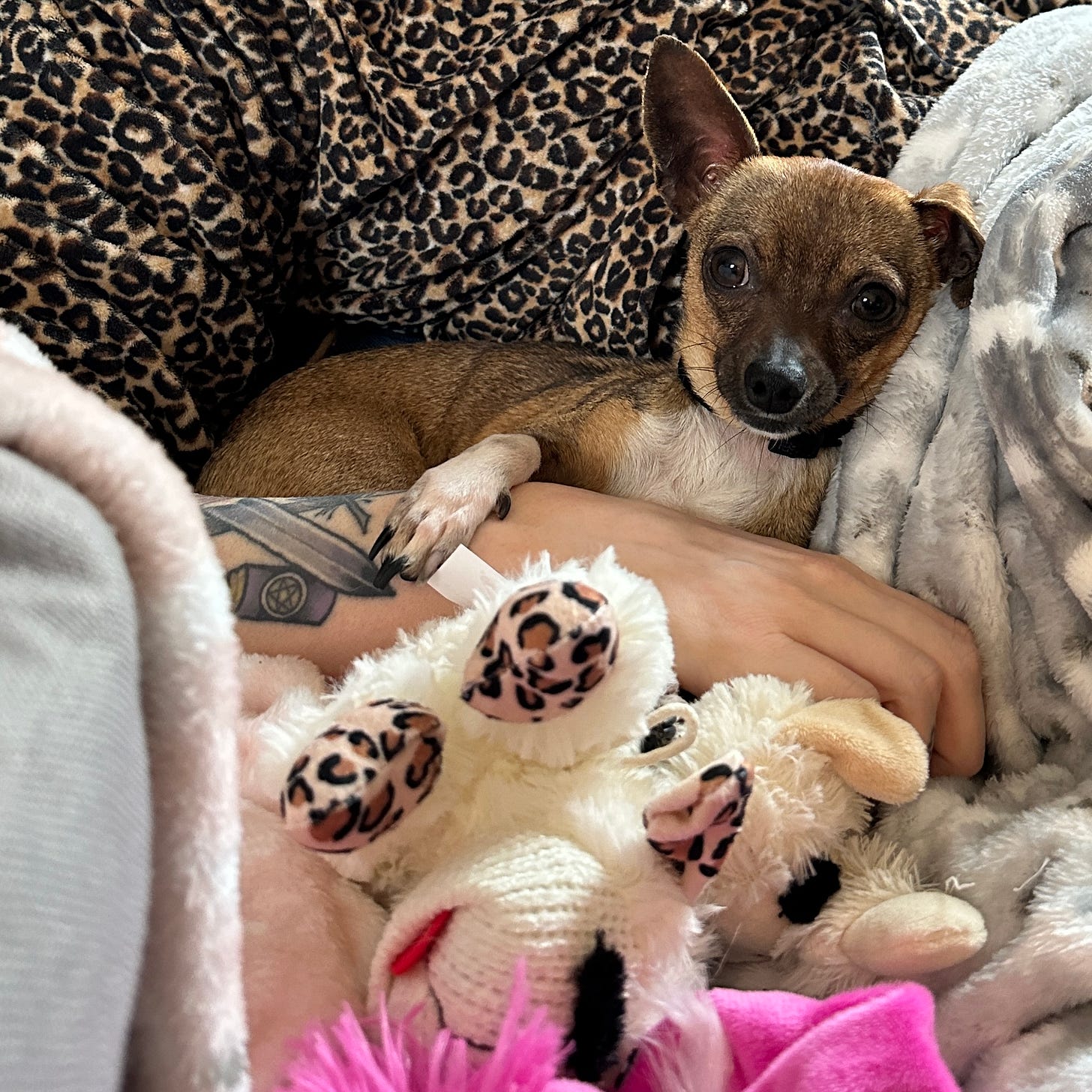 brown and white chihuahua snuggling on a couch 