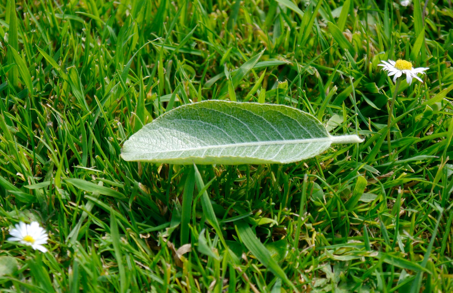 a single leaf lying on grass