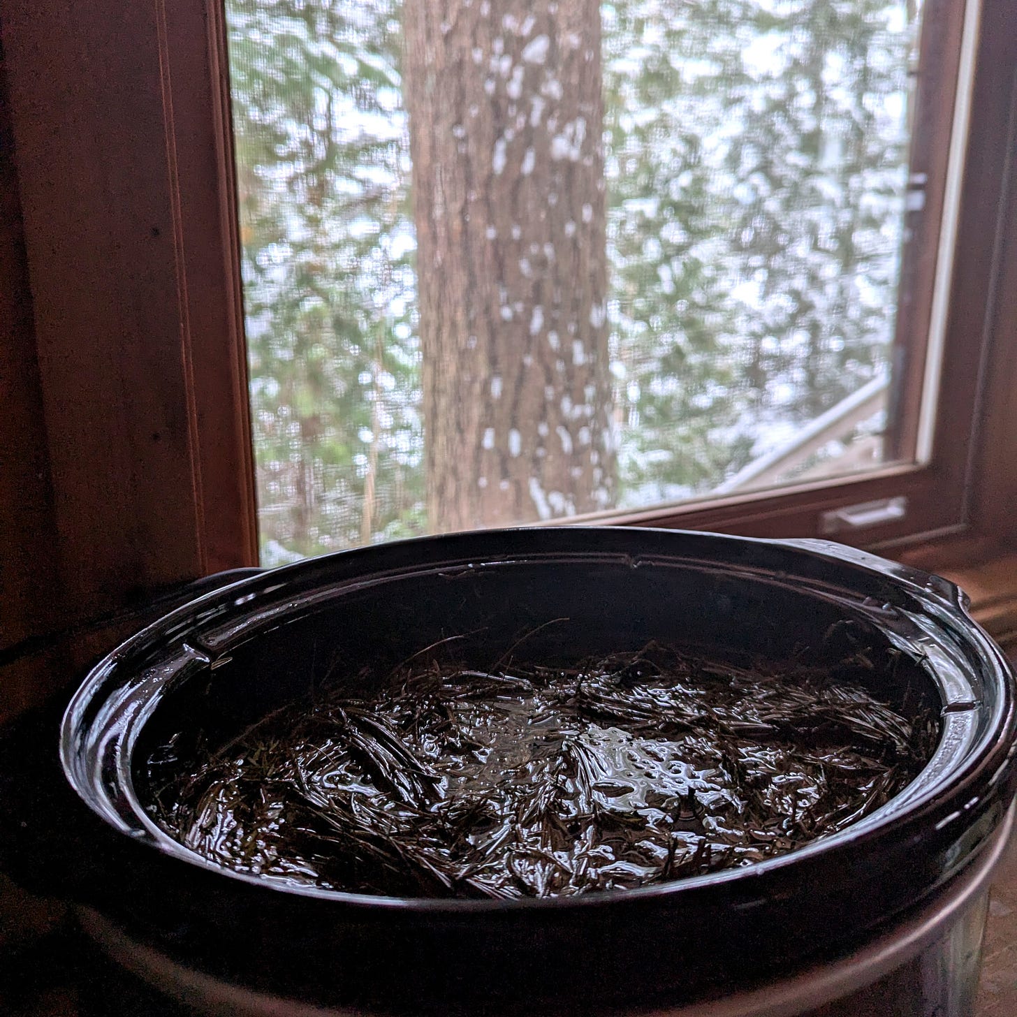 A photo of a slow cooker infusing olive oil with hemlock, pine and fir needles, with a view of snowy pine and cedar trees out the window in the background.