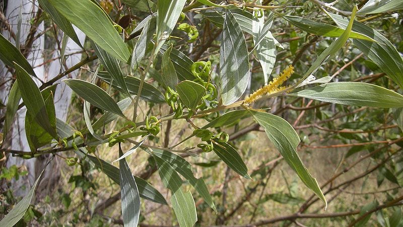 Acacia holosericiea [flowers foliage and green pods wikicommons].jpg