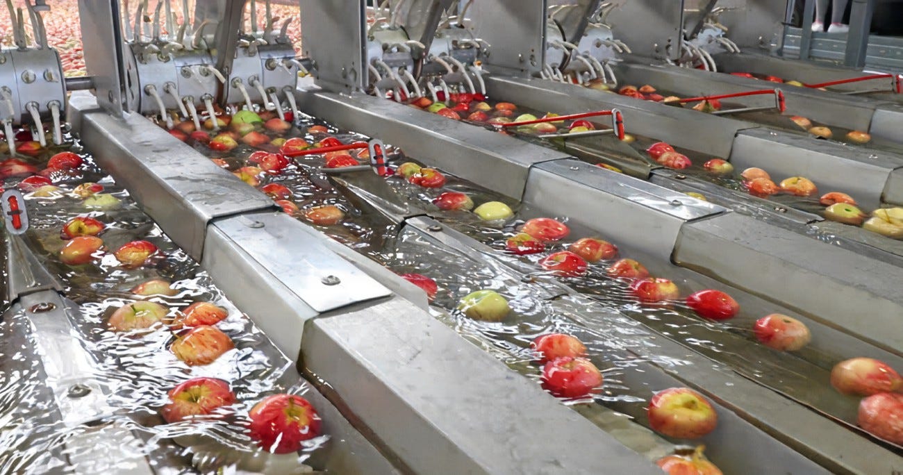 Apples Being Washed, Transported by Water and Graded In Fruit ...