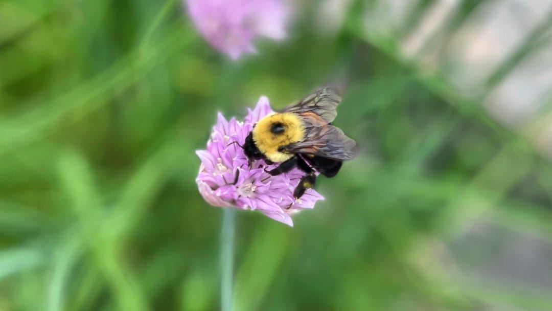 bumblebee on flower