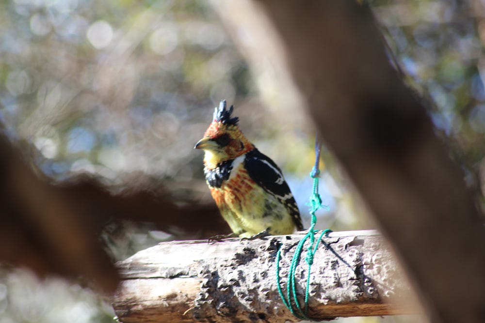 Crested Barbet