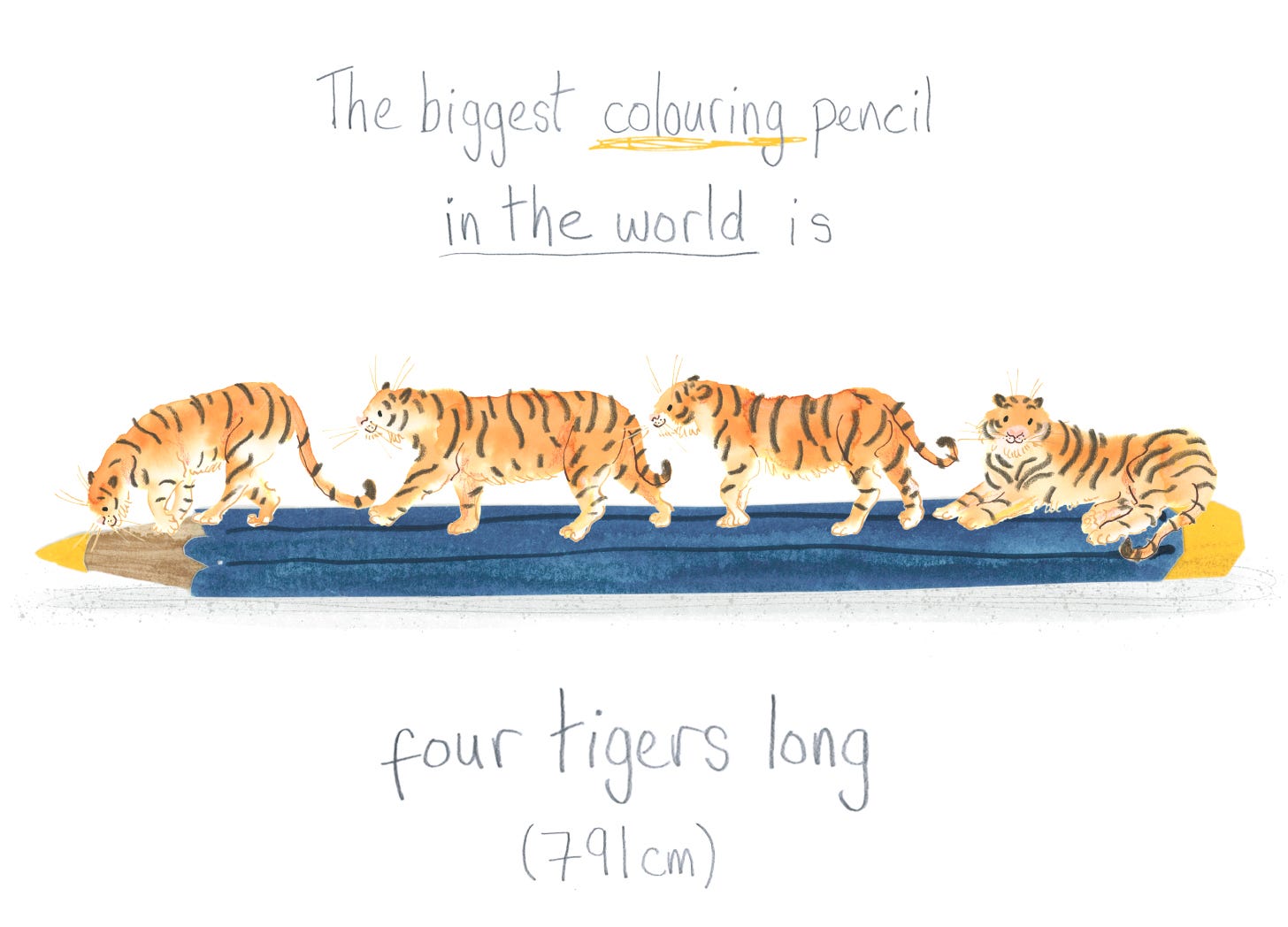 Illustration by Nanette Regan of four tigers on top of a dark blue pencil with yellow tip and end. Handwritten text reads: The biggest colouring pencil in the world is four tigers long (791cm)