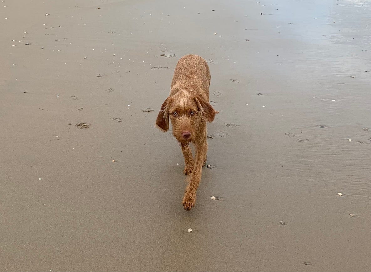 A dog walking on a beach AI-generated content may be incorrect.