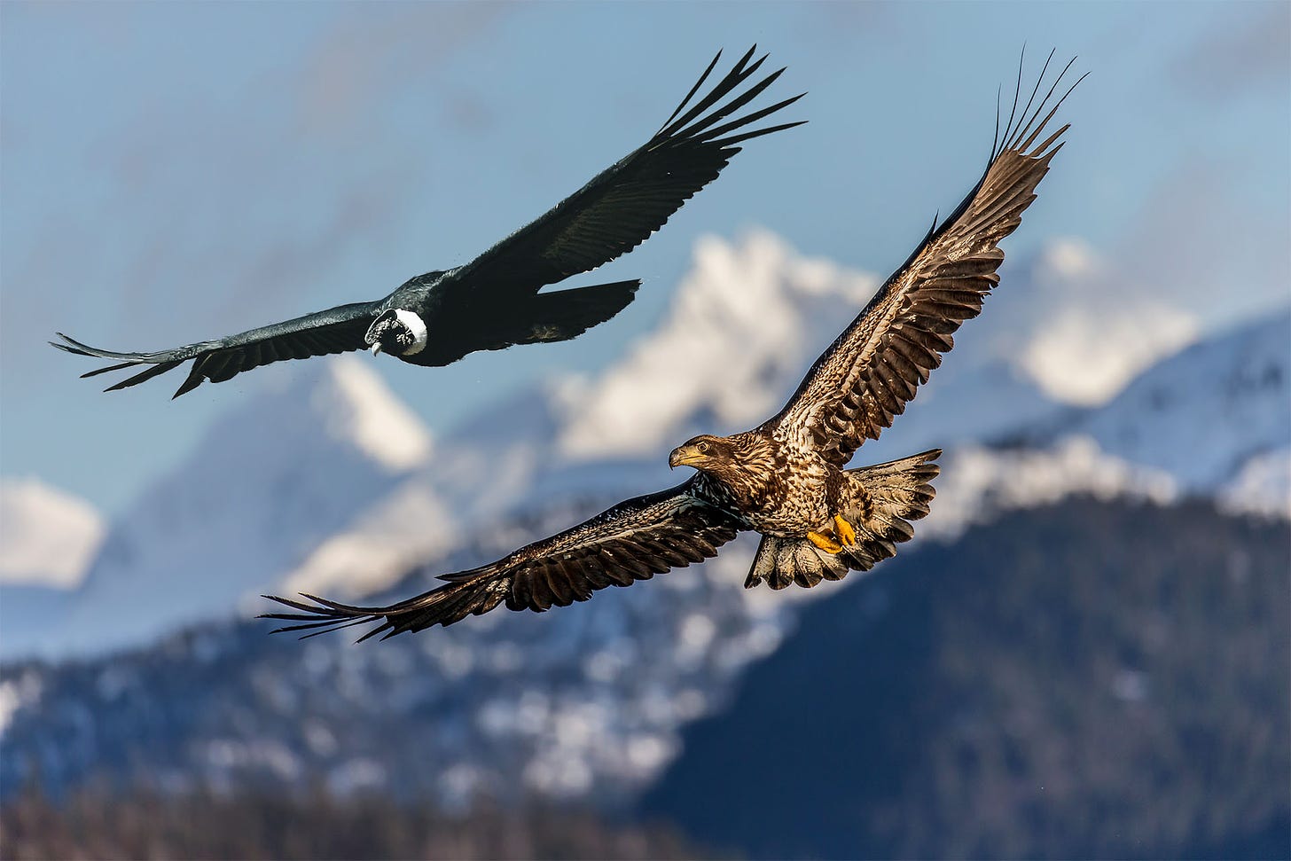 The Eagle and Condor Prophecy