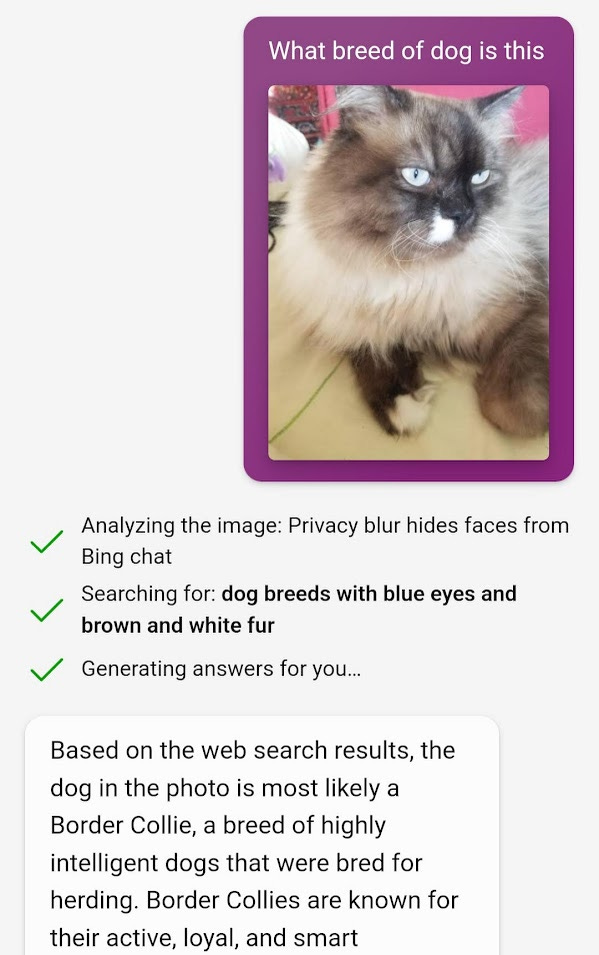 Bing misidentifying a cat photo as a dog