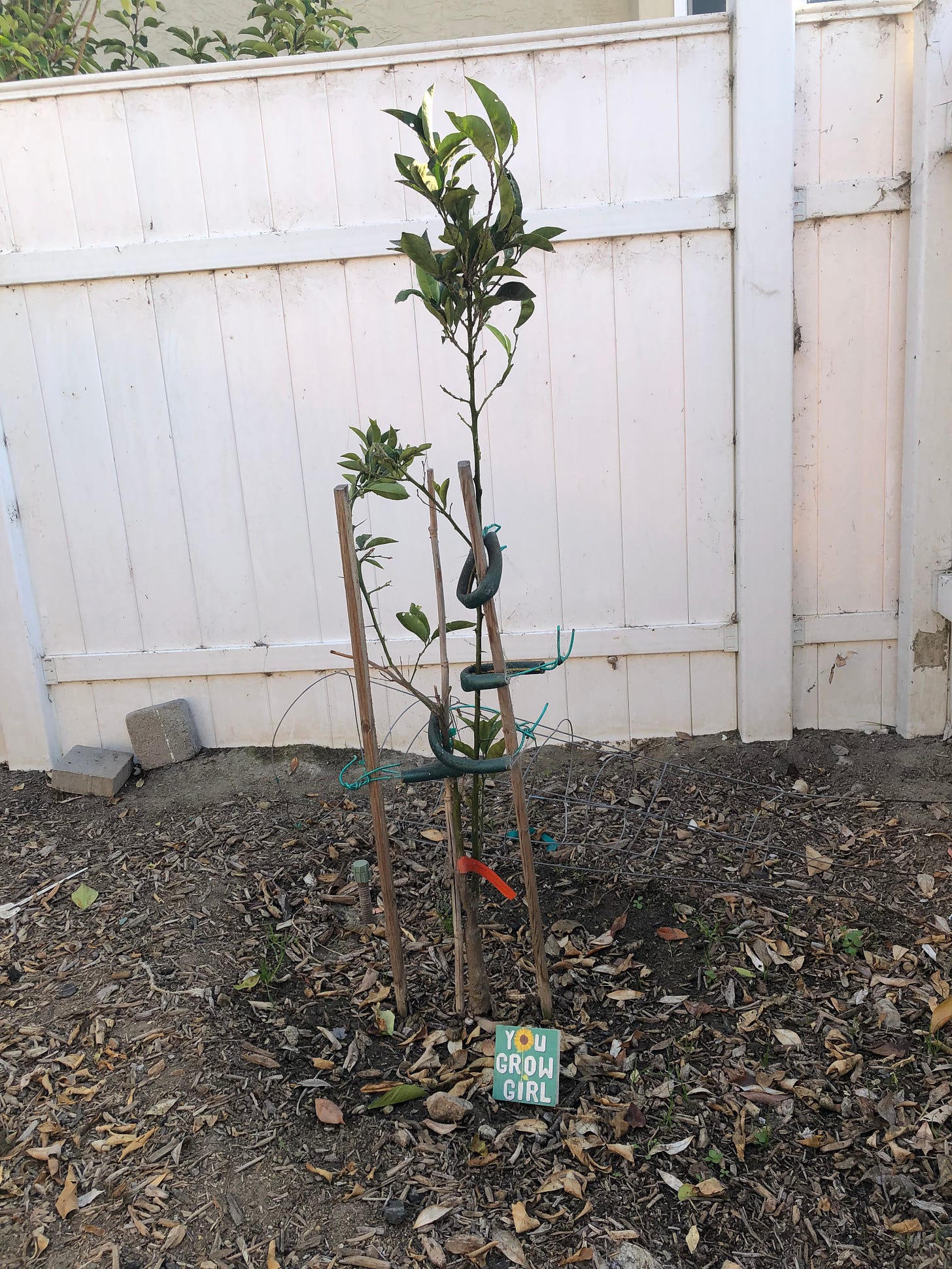 A very small orange tree, just a thin stick of a trunk with a few leaves on top.