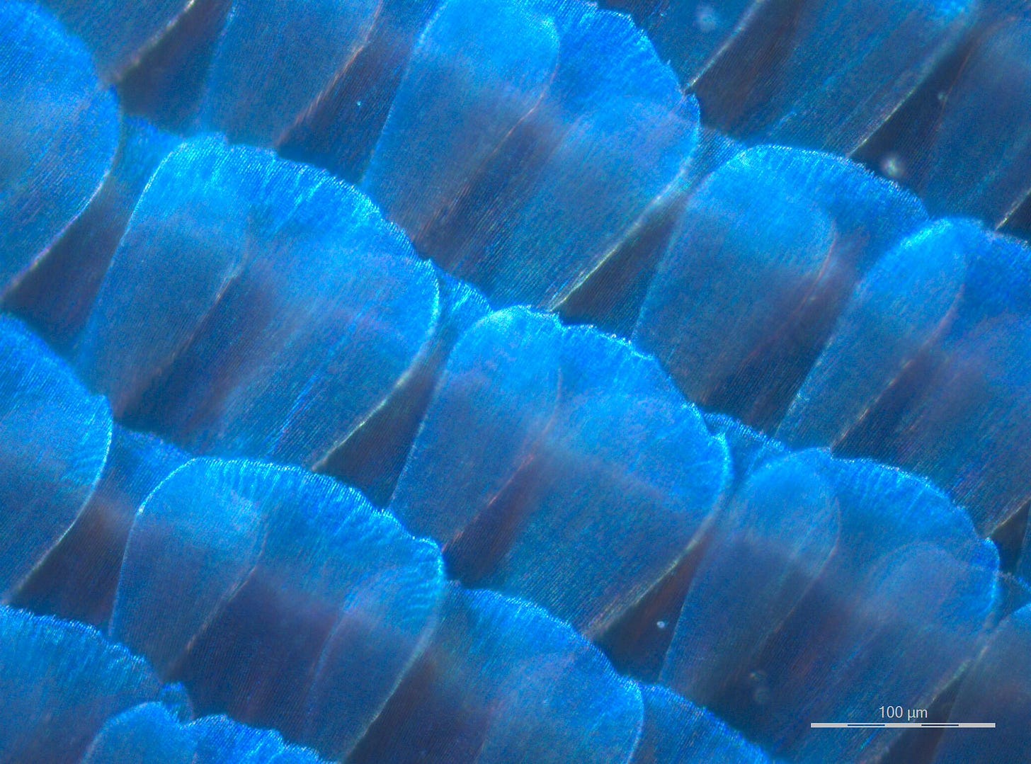 Scientific Image - Blue Morpho Butterfly Wing (reflected light ...