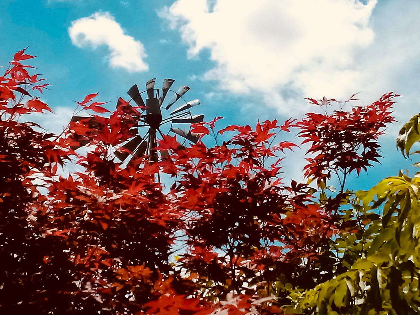 Red maple, green elderberry, blue sky, windmill