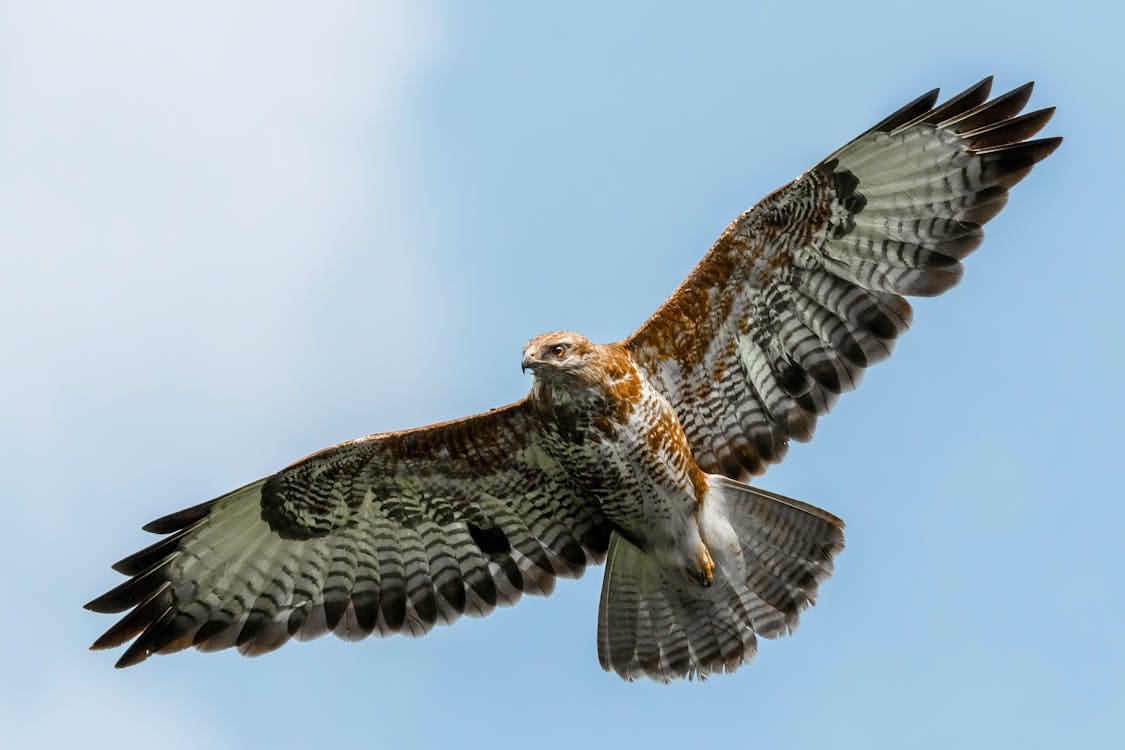Free Close-Up Shot of a Common Buzzard Flying in the Sky Stock Photo