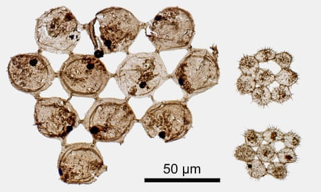 Fossil plankton from half a billion years ago. These tiny algae measure much less than a millimetre in size. It is believed they evolved their colonial structure to avoid being eaten by early animals.
