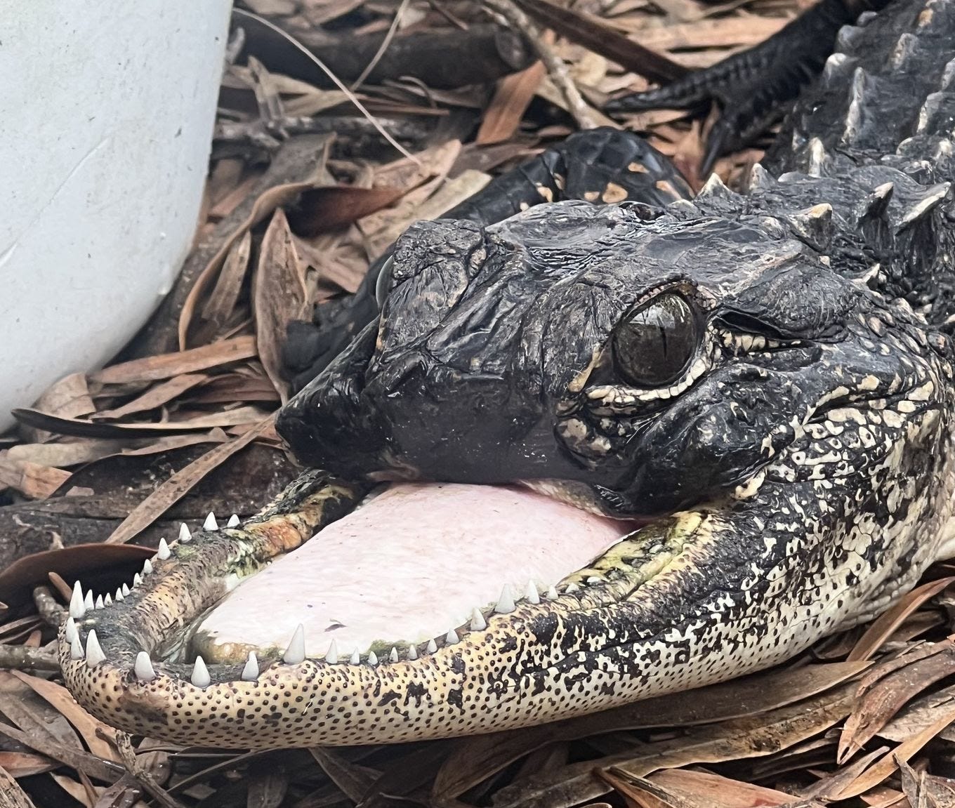 The injured alligator at her new home in Gatorland. (Savannah Boan)