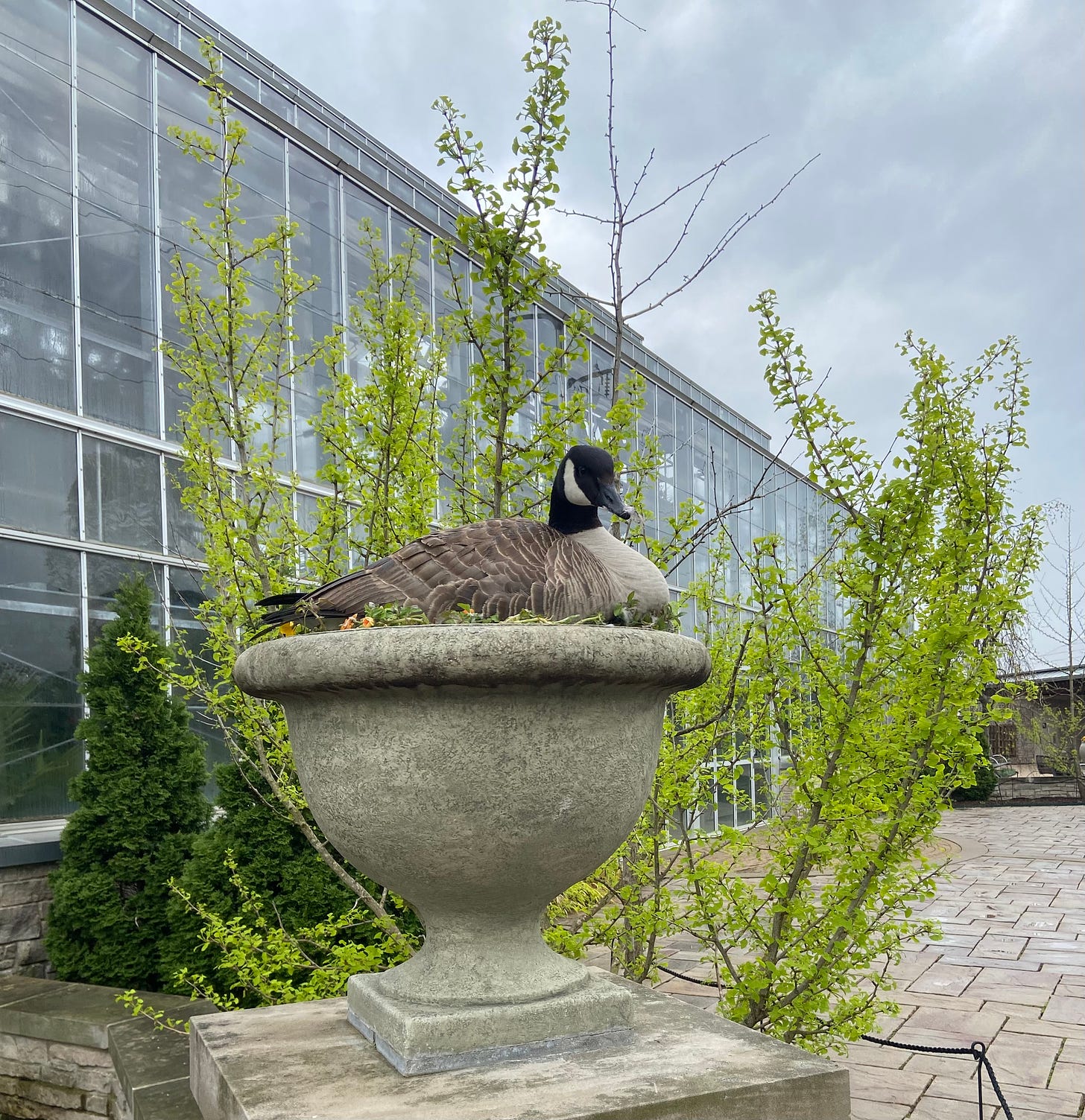 a goose sitting inside a concrete planter