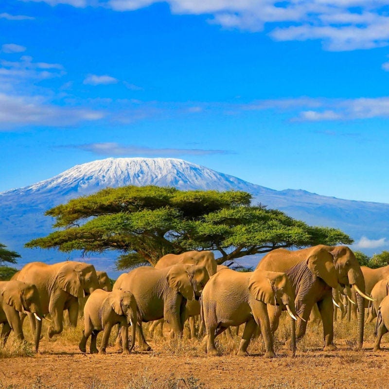 Herd of african elephants on a safari trip to Kenya and a snow capped Kilimanjaro mountain in Tanzania in the background, under a cloudy blue skies. 800