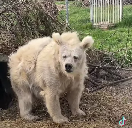 A beige bear with rumpled fur stands awkwardly outside its den.