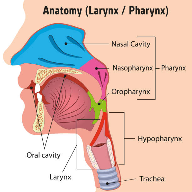 Menschliche Larynx Und Innere Pharynx Anatomie Kopf Illustration Schließen  Ideal Für Schulungsmaterialien Und Medizinische Ausbildung Stock Vektor Art  und mehr Bilder von Pharynx - iStock