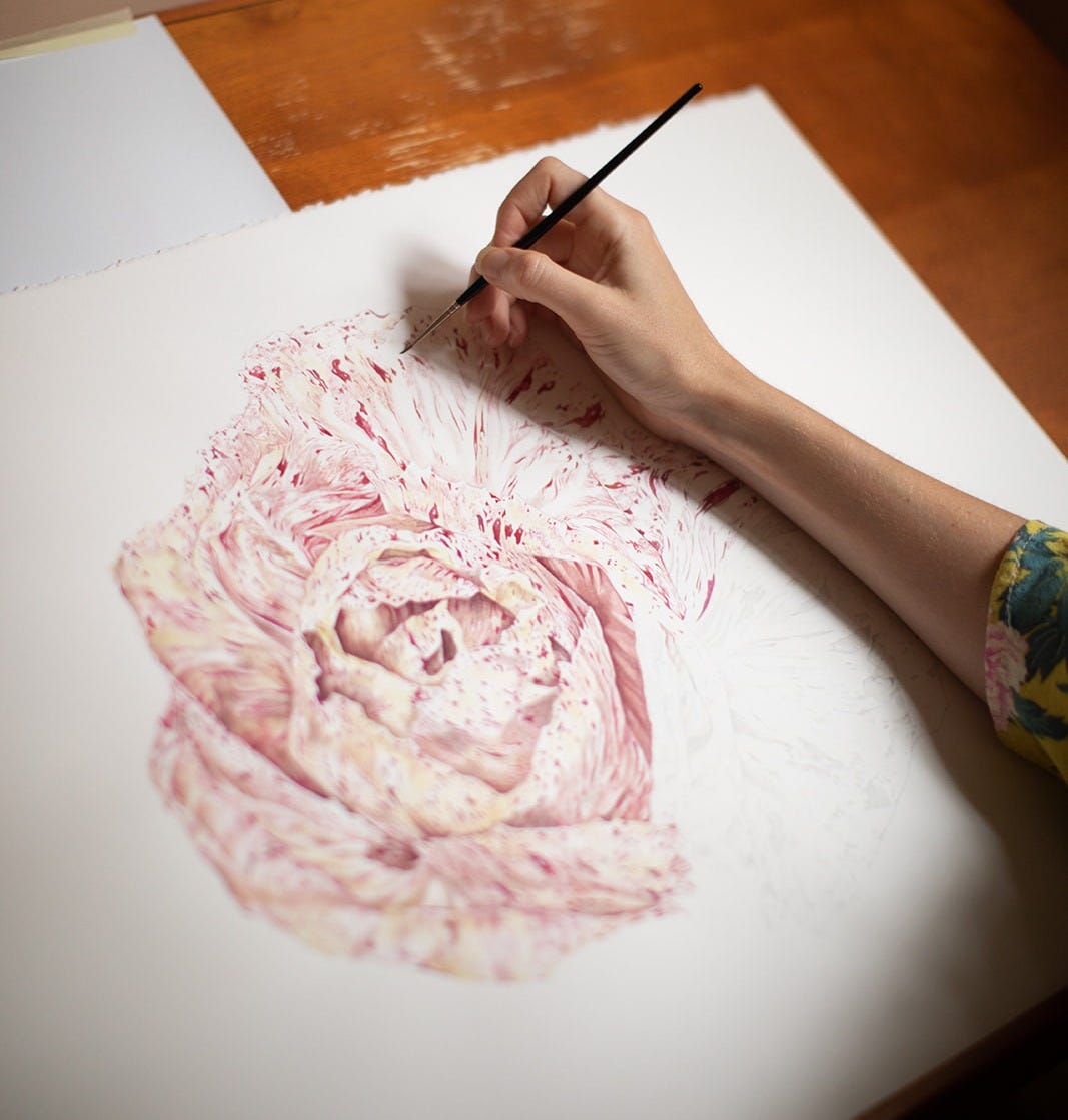 molly reeder drawing a radicchio