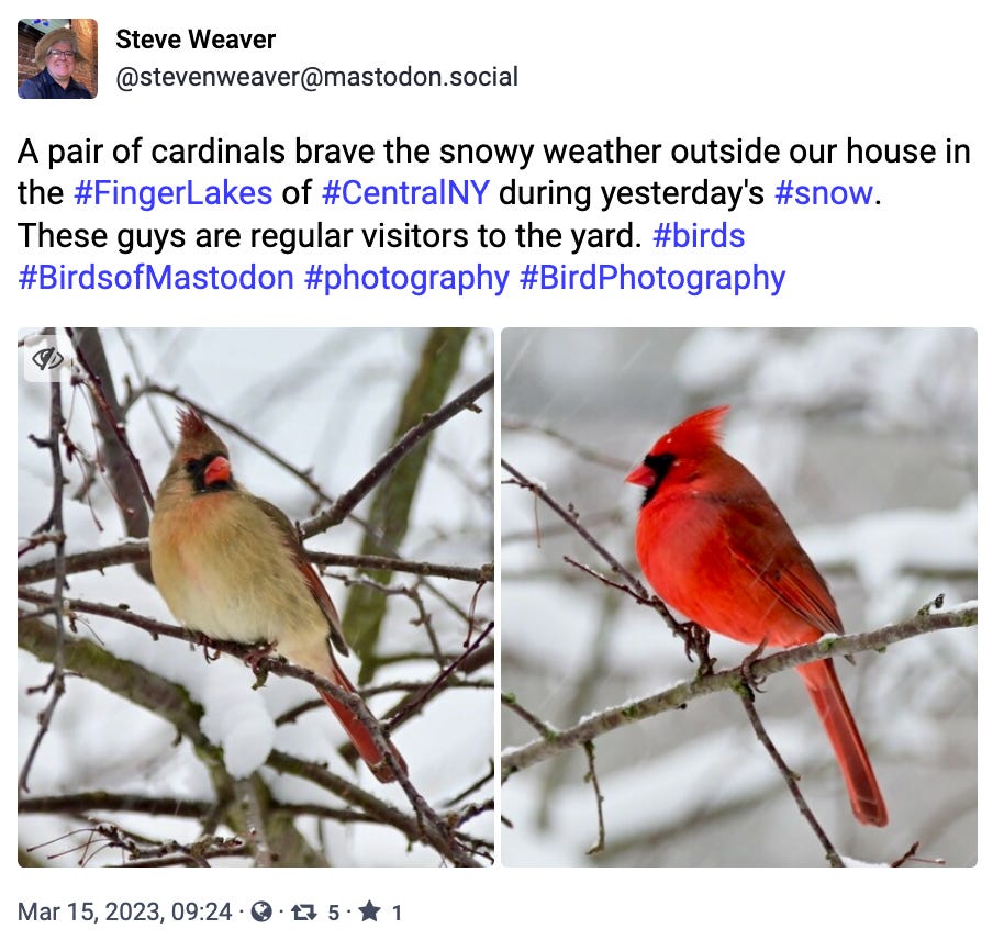 A pair of cardinals brave the snowy weather outside our house in the #FingerLakes of #CentralNY during yesterday's #snow. 