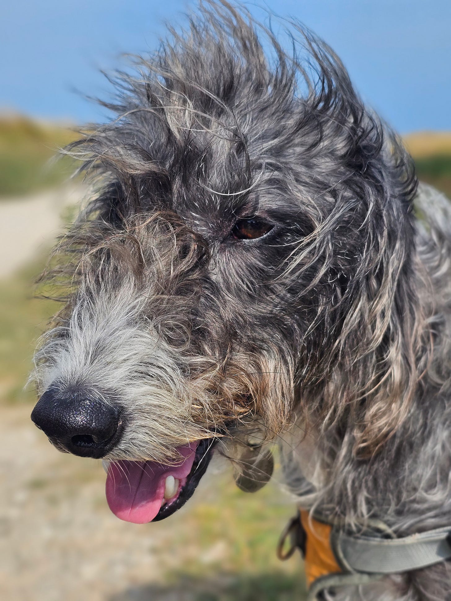 Photo of a black and white dog, with messy fur and a pink tongue.