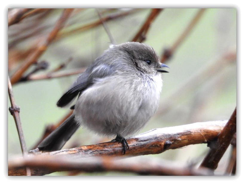 American bushtit on a branch, its right leg tucked up in its feathers.  It is facing to the right, and its bill is open.