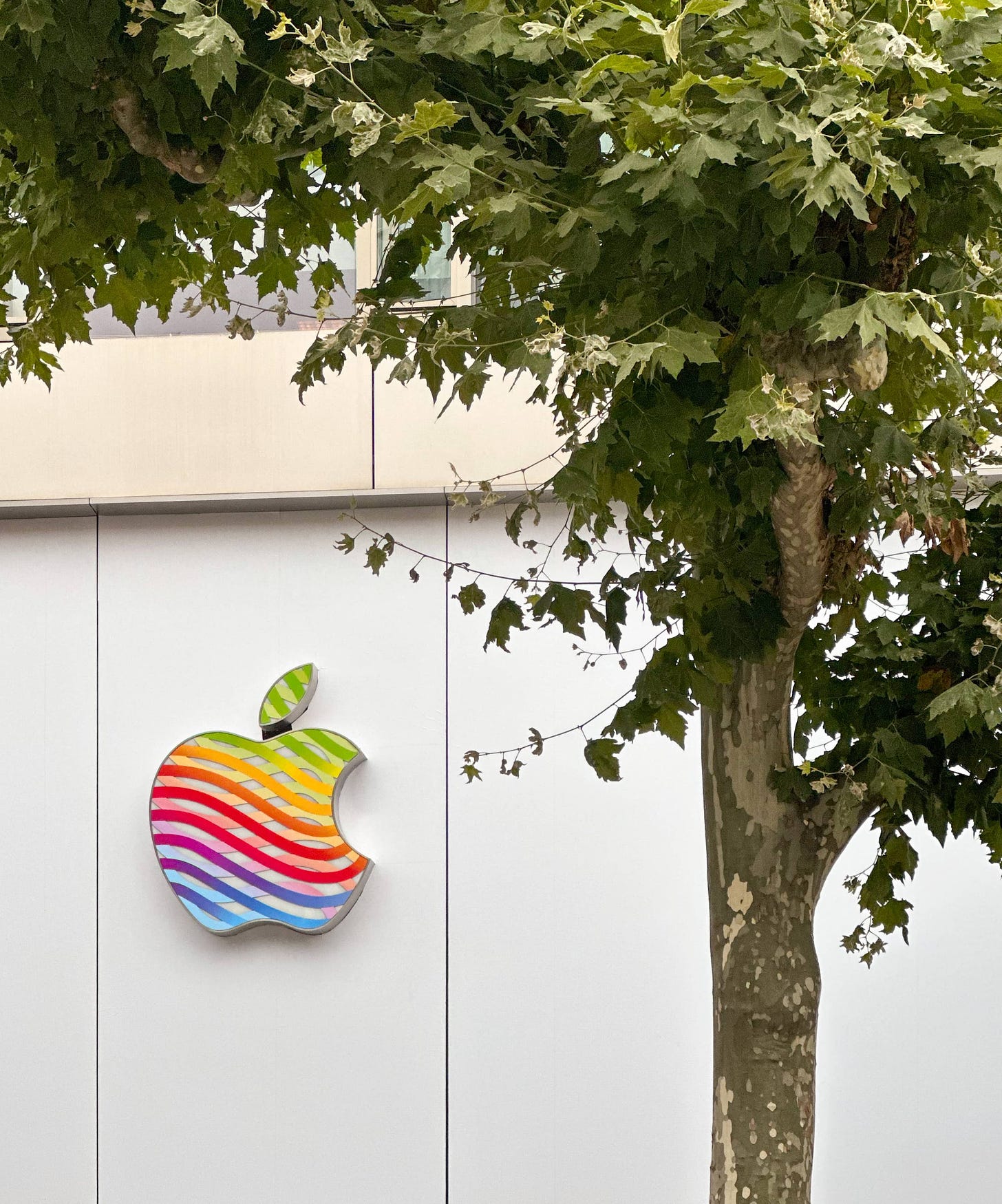 An exterior shot of the Apple Store in Frankfurt. There is a tree in the foreground, and the windows are wrapped with vinyl.