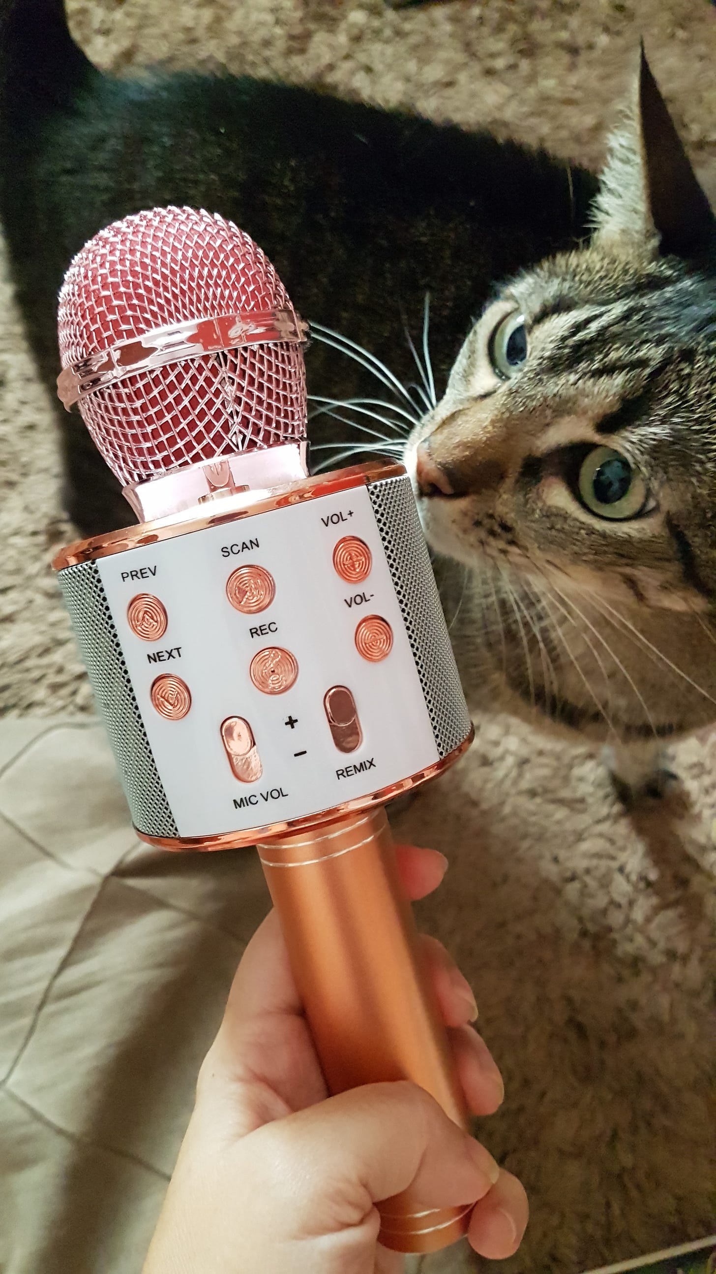 Foto de microfone rosa com uma gatinha tigrada tentando cheirá-lo. Dessa vez a Ginny colaborou com a foto. :)