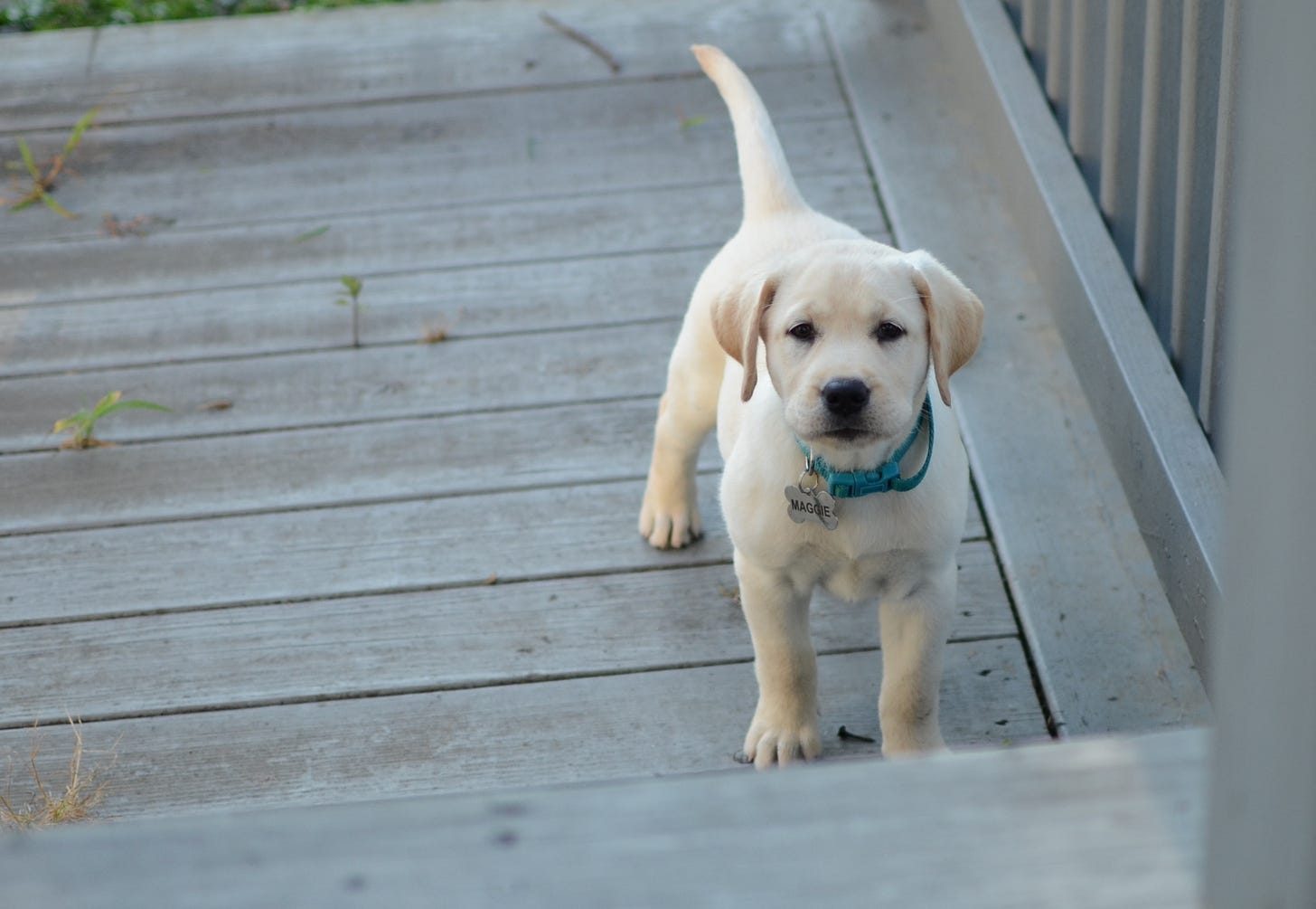 A cute yellow Labrador retriever puppy stands on a deck and looks up some steps.