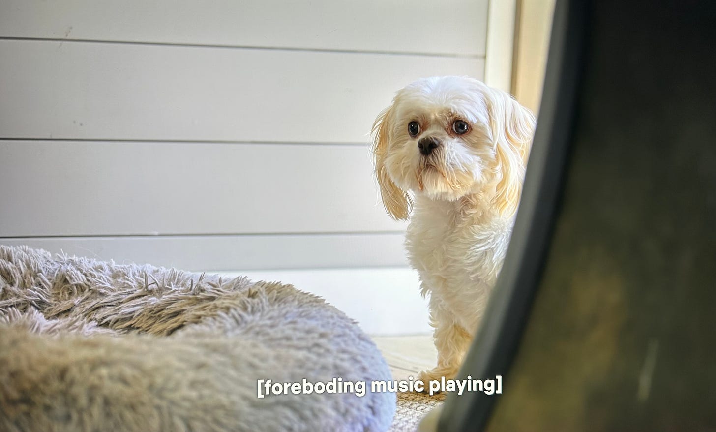 A screenshot of a shih tzu from LOTS with foreboding music playing in the subtitle.