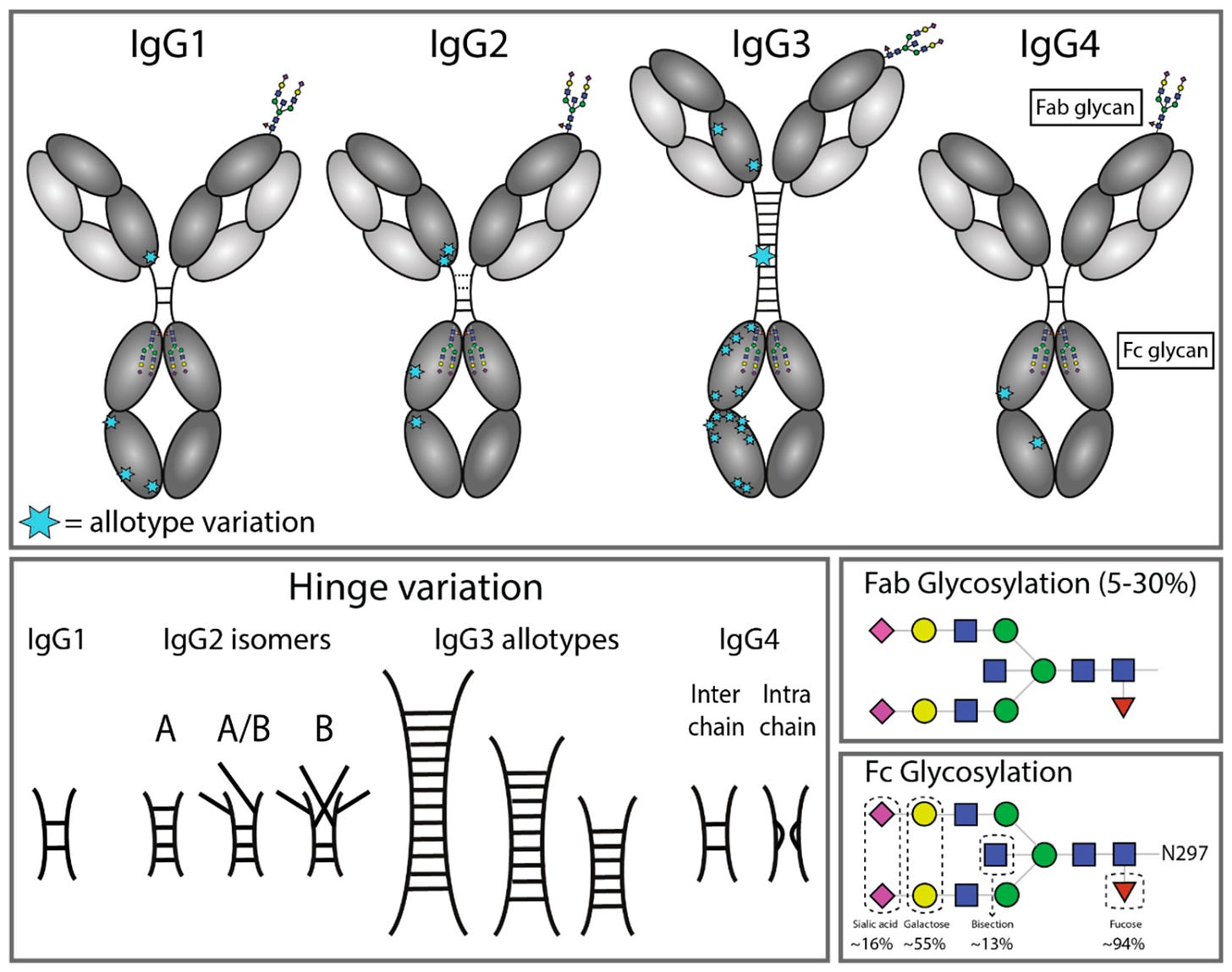 Antibodies | Free Full-Text | The Ligands for Human IgG and Their Effector  Functions