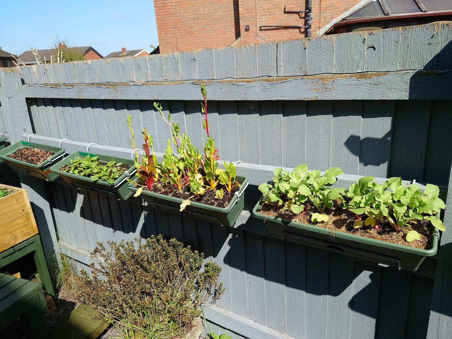 Balcony boxes of radishes, chard, strawberry spinach and lettuce